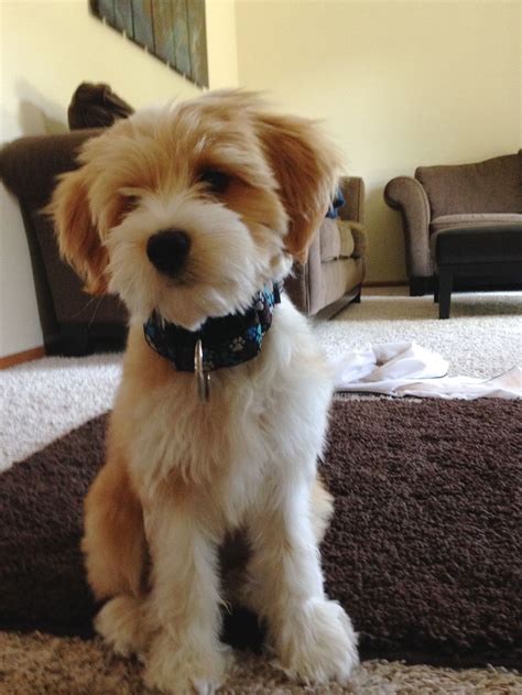 Tibetan Terrier | Tibetan terrier, Terrier, Terrier puppy