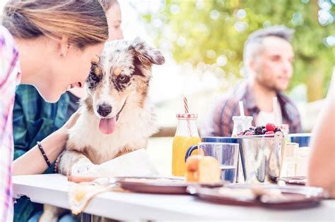 Consejos Para Llevar A Tu Perro Al Patio De Un Restaurante O Bar Este