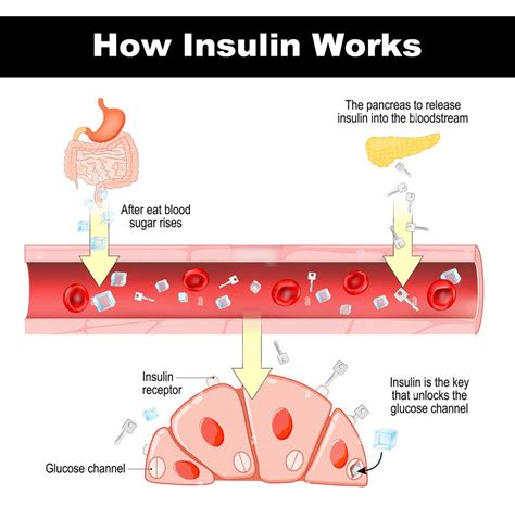 Insulin Structure Types Of Insulin Functions And Guide