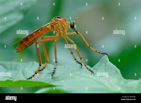 robber fly stock photo alamy