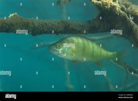 Underwater Photo Of Perca Fluviatilis Commonly Known As The Common