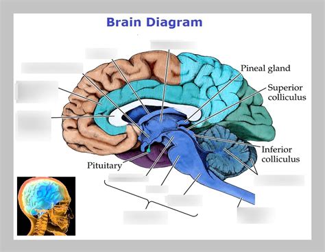 Brain Anatomy And Functions Diagram Quizlet