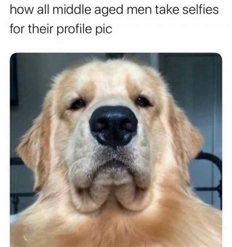 dog memes  tango