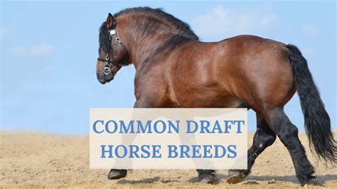 horse breeds spotted horse breeds horse illustrated