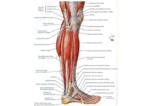 Musculos Da Perna Nomes - Nomes Dos Musculos Da Perna - NAZAEDU