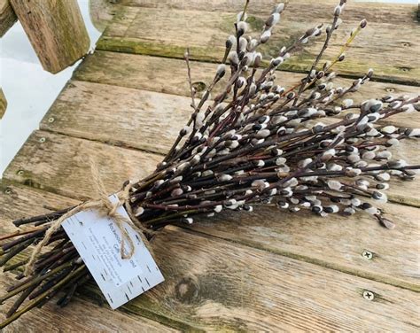Pussy Willow Bundle Etsy