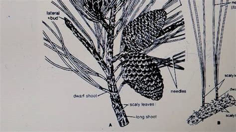 Pinus Labelled Diagram