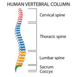 Frequently Asked Questions about Spinal Cord Injuries
