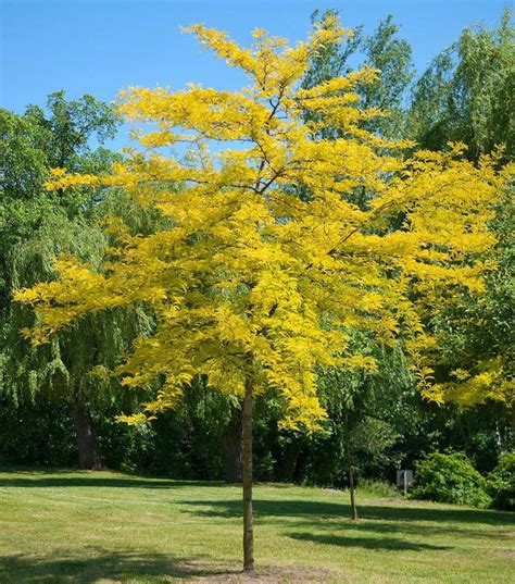 Sunburst honey locust - King Nursery | Lubbock, TX