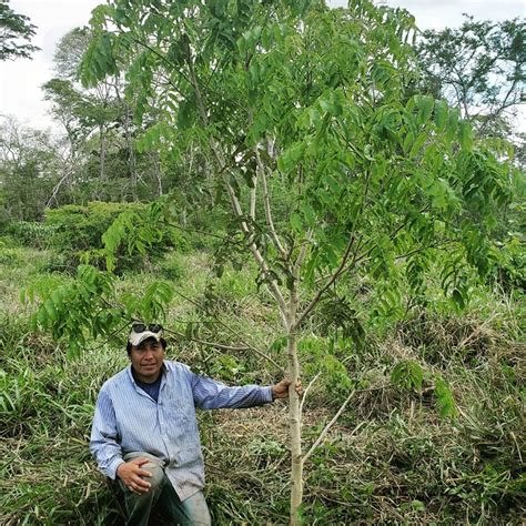 Our Mission - 4ever Forest