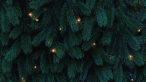 Comment faire pour conserver le sapin de Noël naturel le plus longtemps