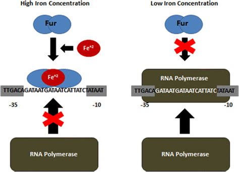 Siderophore Mediated Iron Acquisition System Regulated By The Fur