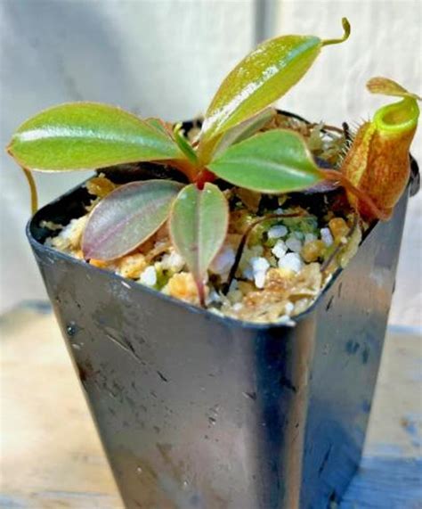 nepenthes palawanensis bcp mix  clones sultan peak palawan