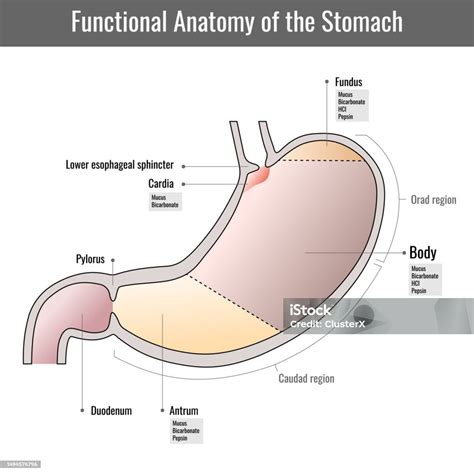 Órgão Grande E Esponjoso Que Fica Perto Do Estômago - Vetores de Anatomia Do Estômago Do Órgão Digestivo Interno Humano e ...