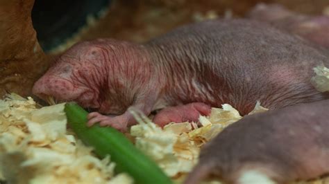 Naked Mole Rat Wallpapers Wallpaper Cave