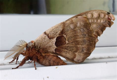 Giant Silk Moths Archives Page 4 Of 133 Whats That Bug