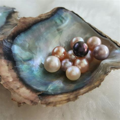 5 Open an Oyster With Pearls Natural Color, Akoya Saltwater Oyster ...