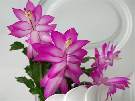 шлюмбергера Dark Eva - Land Flowers