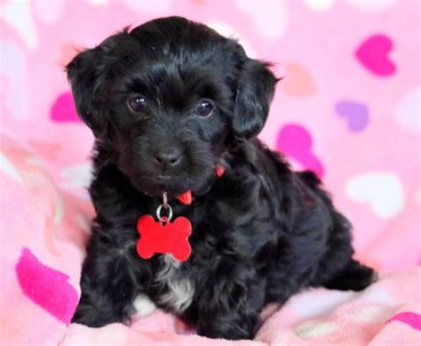 Poodle Mix Puppies for Sale - Keystone Puppies