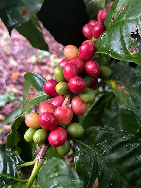 La Cosecha Del Café Un Ritual De Tradición Y Sabor
