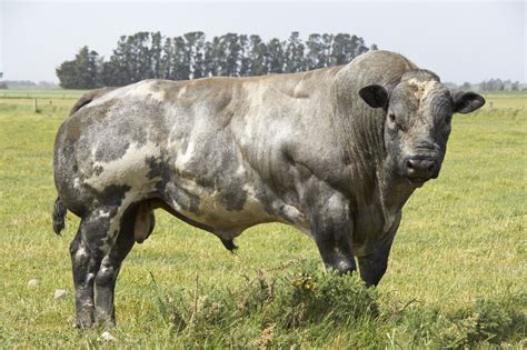 Belgian Blue Cattle Meat