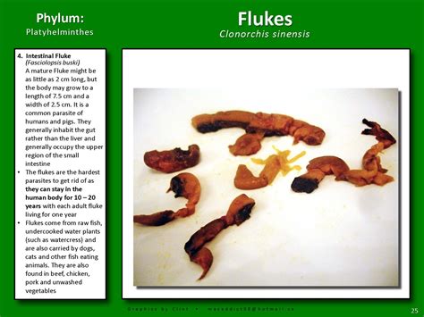 Parasites - Toronto Colon Hydrotherapy - Let It Go (by Vitalife)