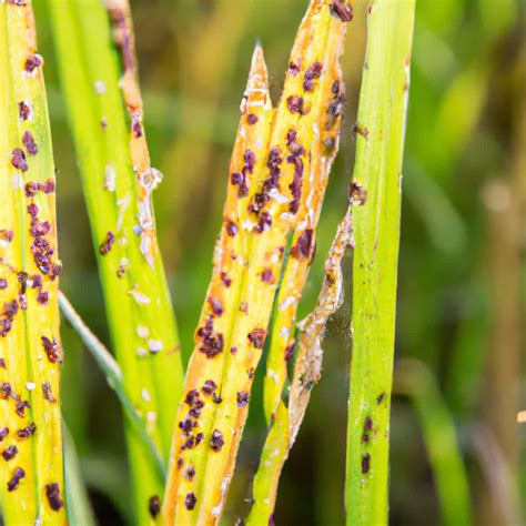rice brown spot management  paddy symptoms treatment chemical