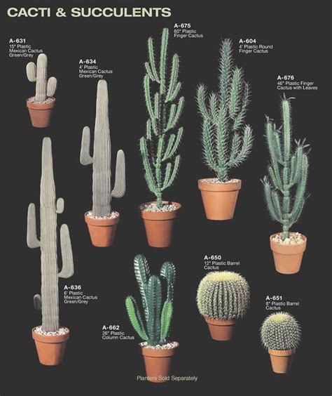 Tall Cactus Plants Pictures And Names