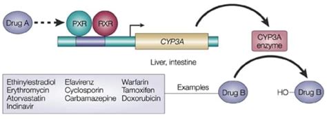 Drug Drug Interaction Creative Bioarray