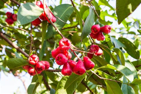 Rose Apple Tree Stock Photo Image Of Fruit Green Asia 38941554