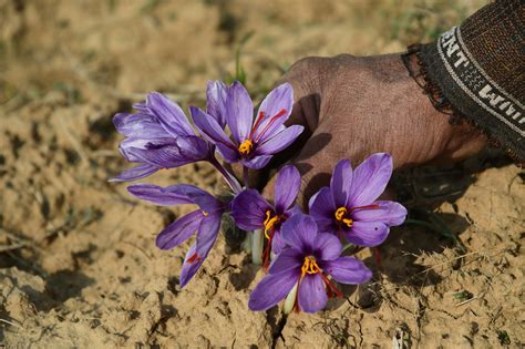 years kashmir    bumper saffron crop
