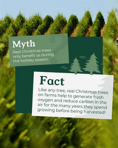 Dutchman Tree Farms Choose-and-Cut | Manton MI