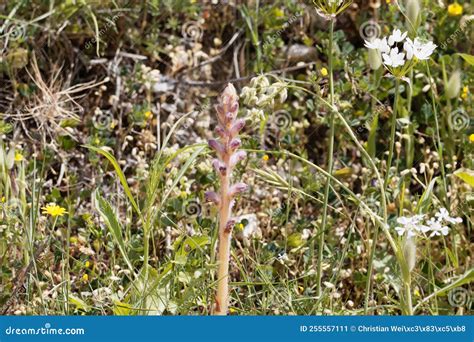 Flor De La Planta Parasitaria Orobanche Pubescens Imagen De Archivo