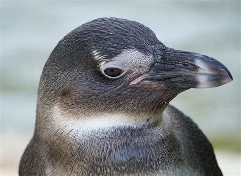 Pinguin Foto & Bild | tiere, zoo, wildpark & falknerei, vögel Bilder