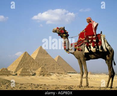 Kamel Und F Hrer Vor Den Pyramiden Gizeh Kairo Gypten Nordafrika