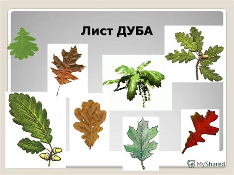 Презентация на тему: "Осенью становится холодно и ветрено. Солнце ...