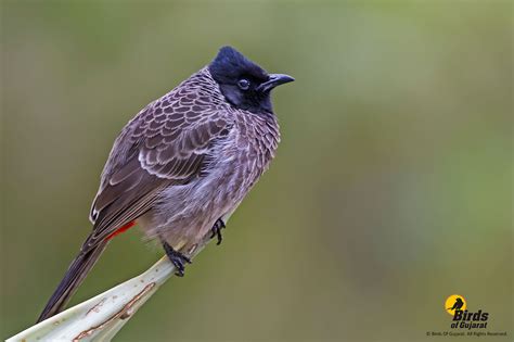 Red Vented Bulbul Pycnonotus Cafer Birds Of Gujarat