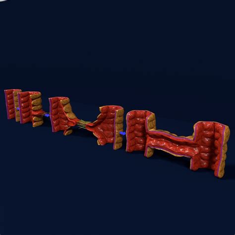 ArtStation - Angiogenesis new blood vessel formation | Resources