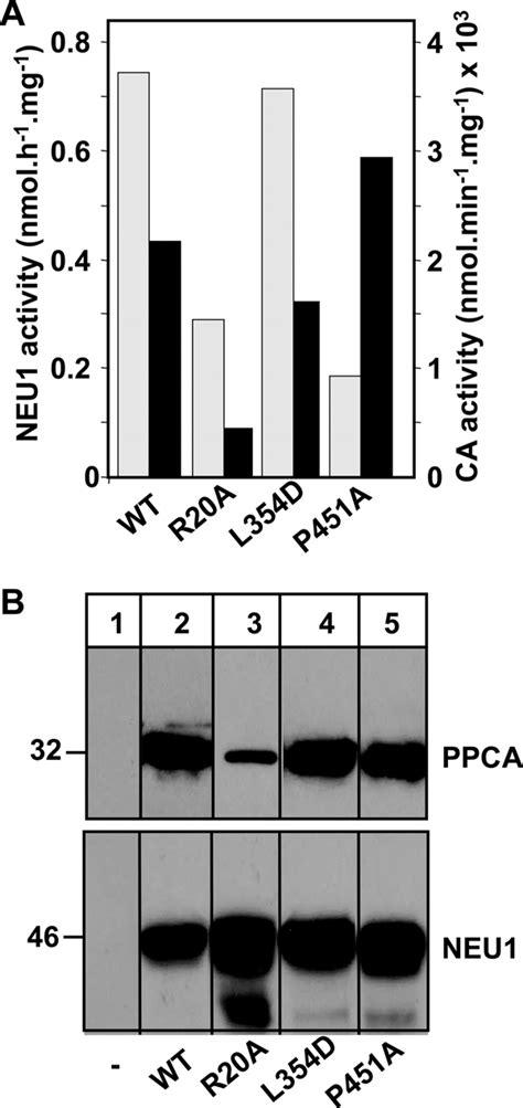 uptake  insect cell expressed wild type  mutant ppca  ppca