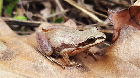 Nature Action Québec fait lacquisition de plus de 13 hectares en