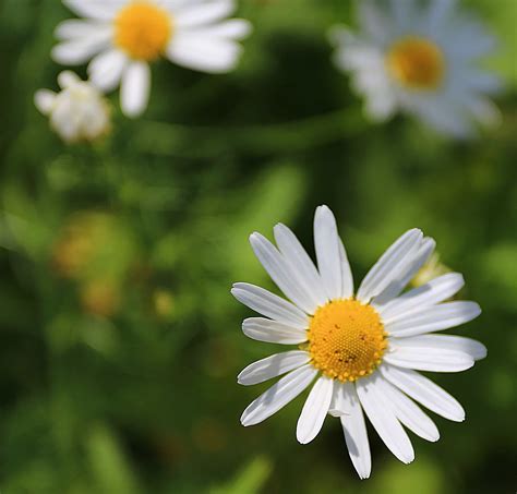 Free picture: leaf, garden, nature, flower, flora, summer, daisy, plant