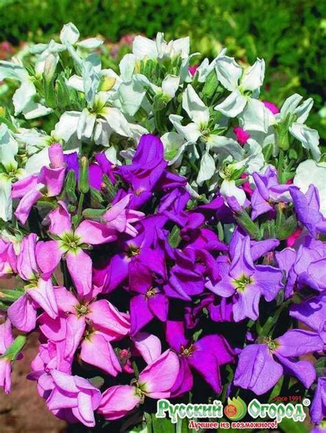 Маттиола Искушение, смесь окрасок – купить в питомнике "КСП" с ...