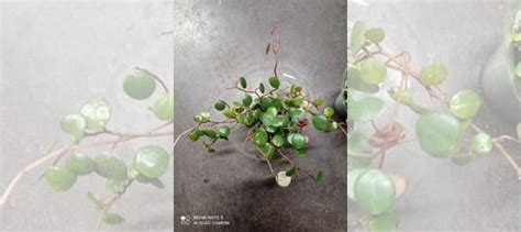 Пеперомия Пепперспот купить в Москве | Товары для дома и дачи | Авито