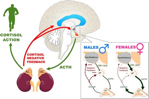 Sex Differences In The Hypothalamic Pituitary Adrenal Axis An Obstacle To Antidepressant Drug