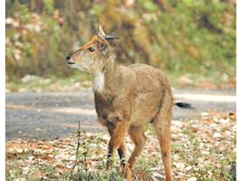 Himalayan goral hides seized from Myagdi village