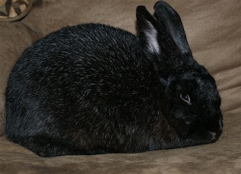 Silver Fox Rabbit: Facts, Temperament, and Care, with Pictures