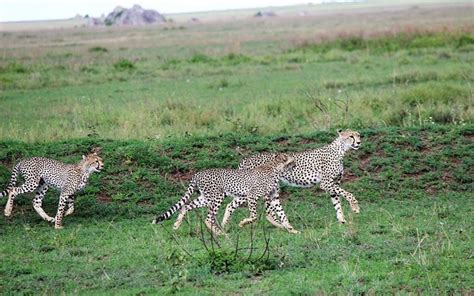 Explorando Las Maravillas Naturales Del Parque Nacional Del Serengeti