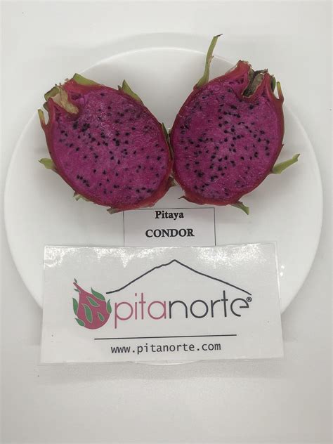 Esquejes Enraizados De Pitahaya Variedad Condor