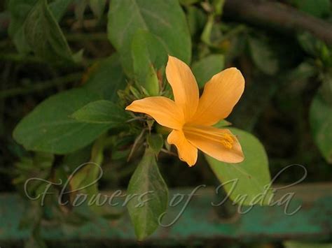 Barleria prionitis - Porcupine Flower