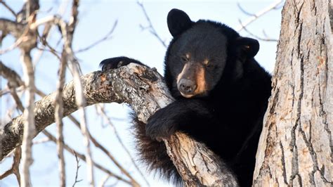 Glacier National Park Cameras Capture a Black Bear Waking Up From ...